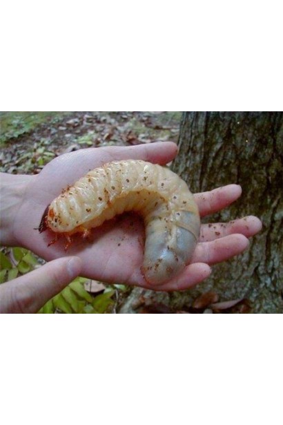 Доросла личинка хруща